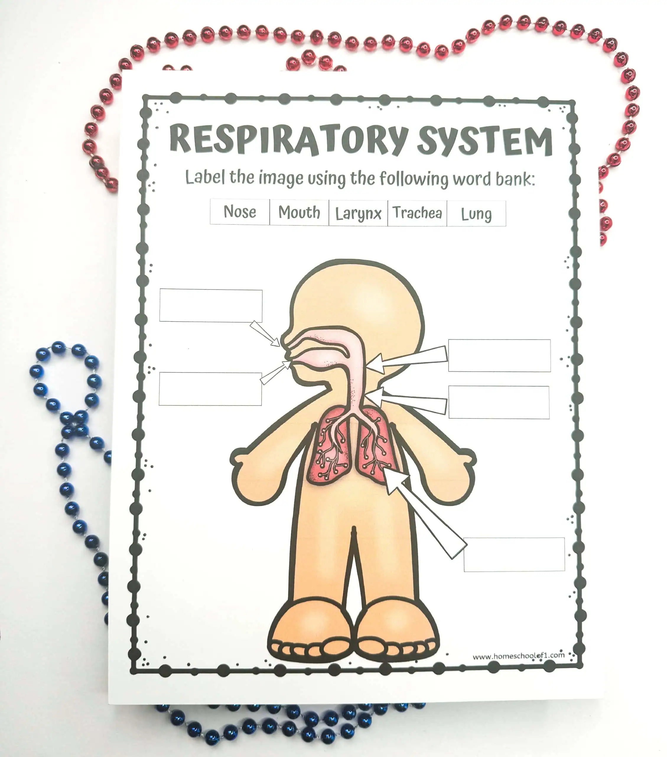 Printable worksheet showing a labeled diagram of the respiratory system, with blank boxes for students to fill in names from a word bank including Nose, Mouth, Larynx, Trachea, and Lung.