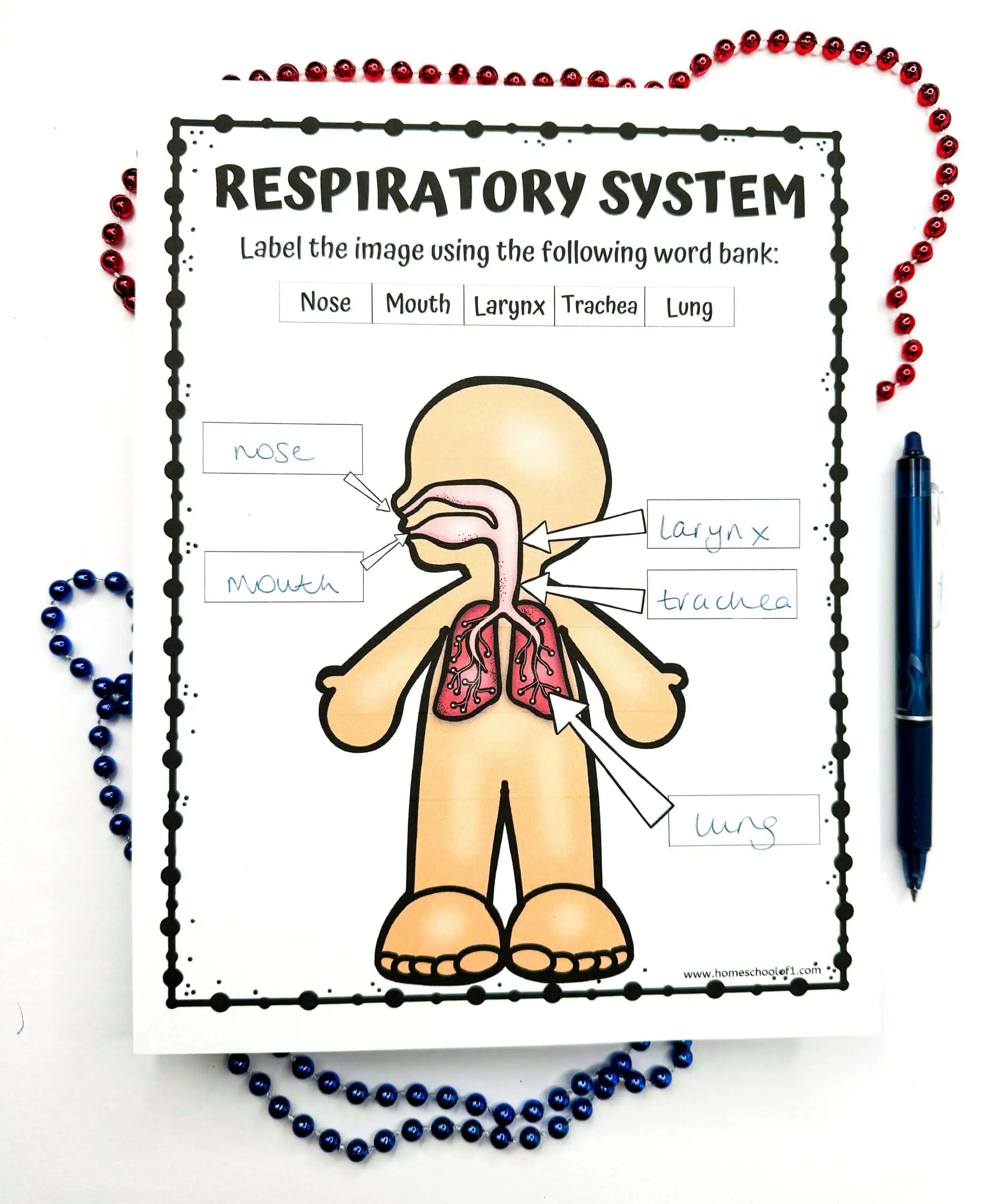 Respiratory system diagram on a worksheet to be labeled with provided terms: Nose, Mouth, Larynx, Trachea, Lung. The page has decorative borders with red and blue beads.