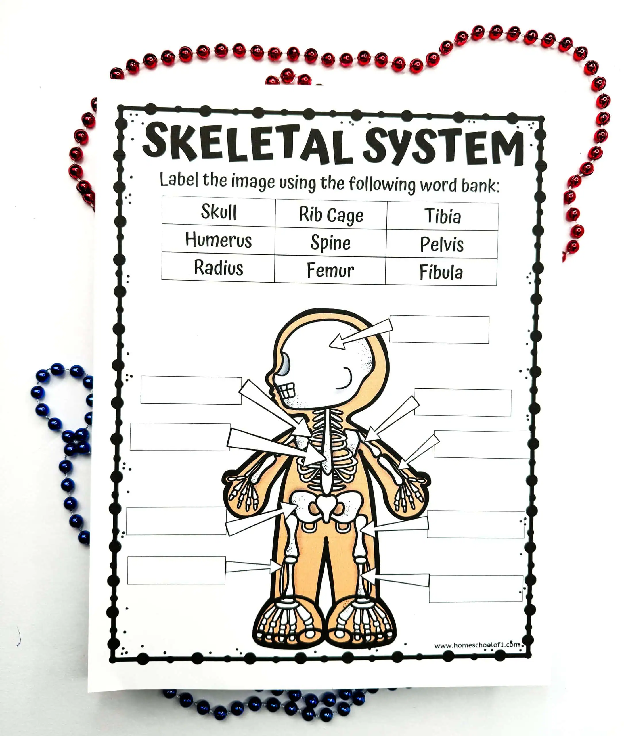 An unlabeled worksheet of a cartoon skeleton for educational purposes with a word bank listing 'skull,' 'radius,' and 'tibia' among others, framed by red and blue beads