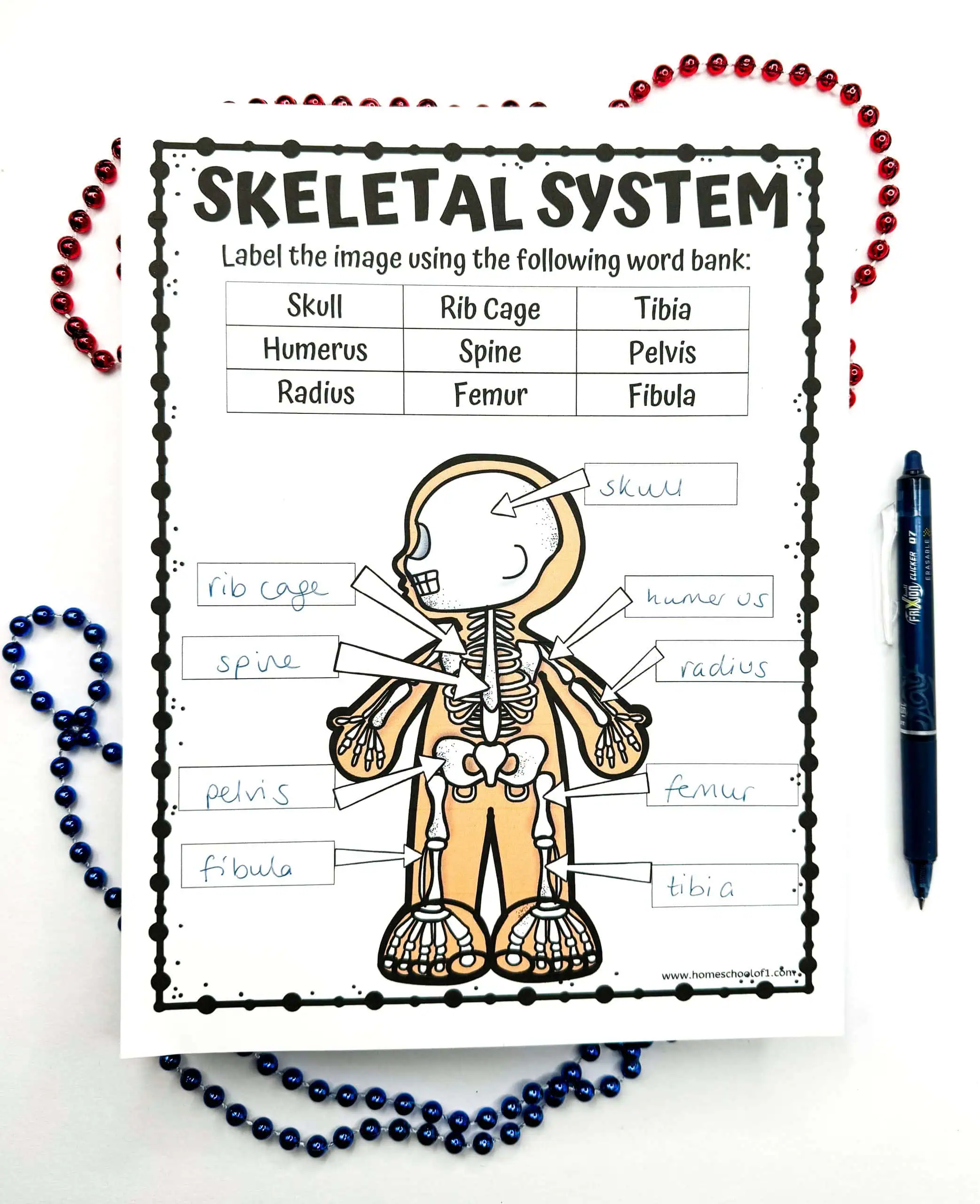 A completed educational worksheet for the skeletal system with labeled parts including 'skull,' 'rib cage,' and 'femur,' surrounded by decorative beads, with a pen on the right side.