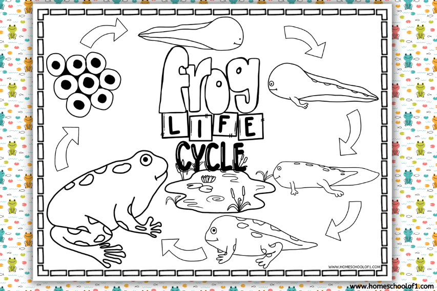 Free Frog Life Cycle Coloring Page