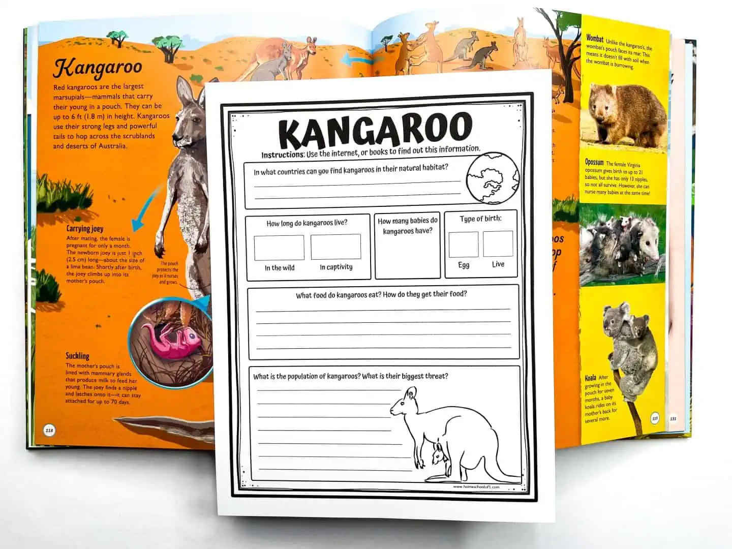 kangaroo life cycle worksheet