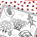 ladybug life cycle coloring page