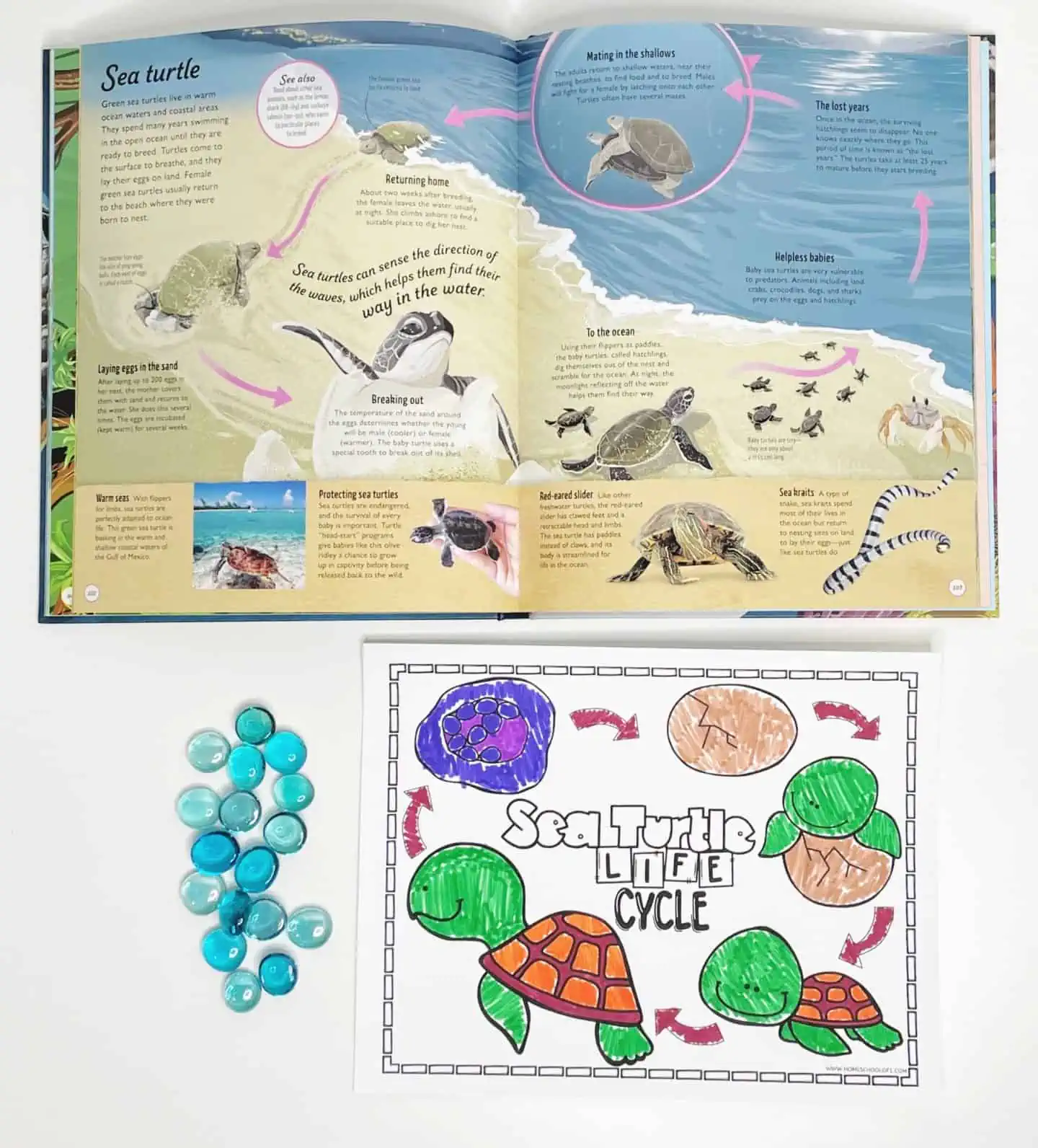 life cycle of a sea turtle coloring sheet