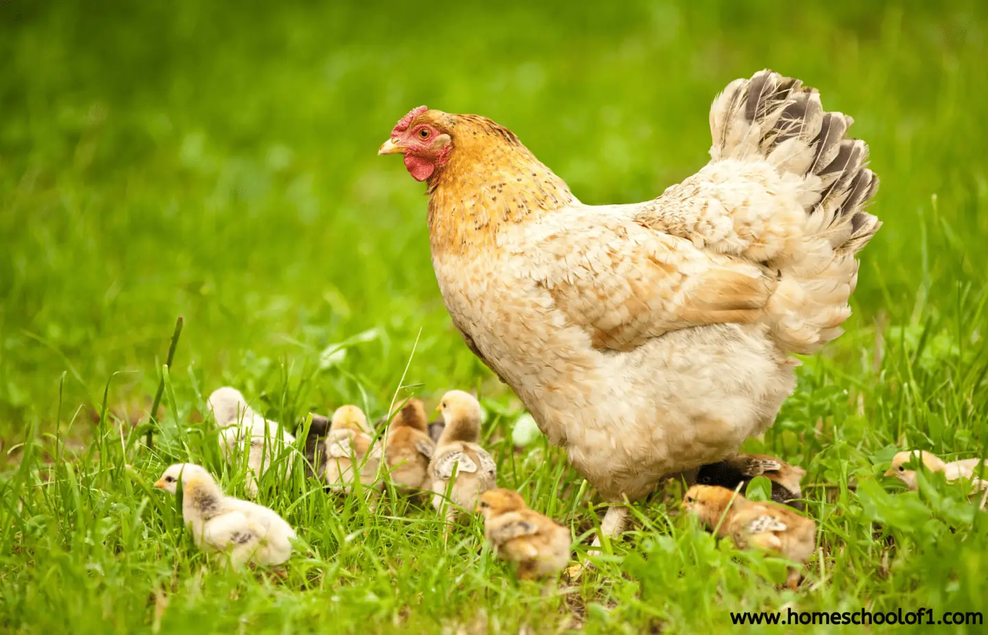 mother hen with her chicks