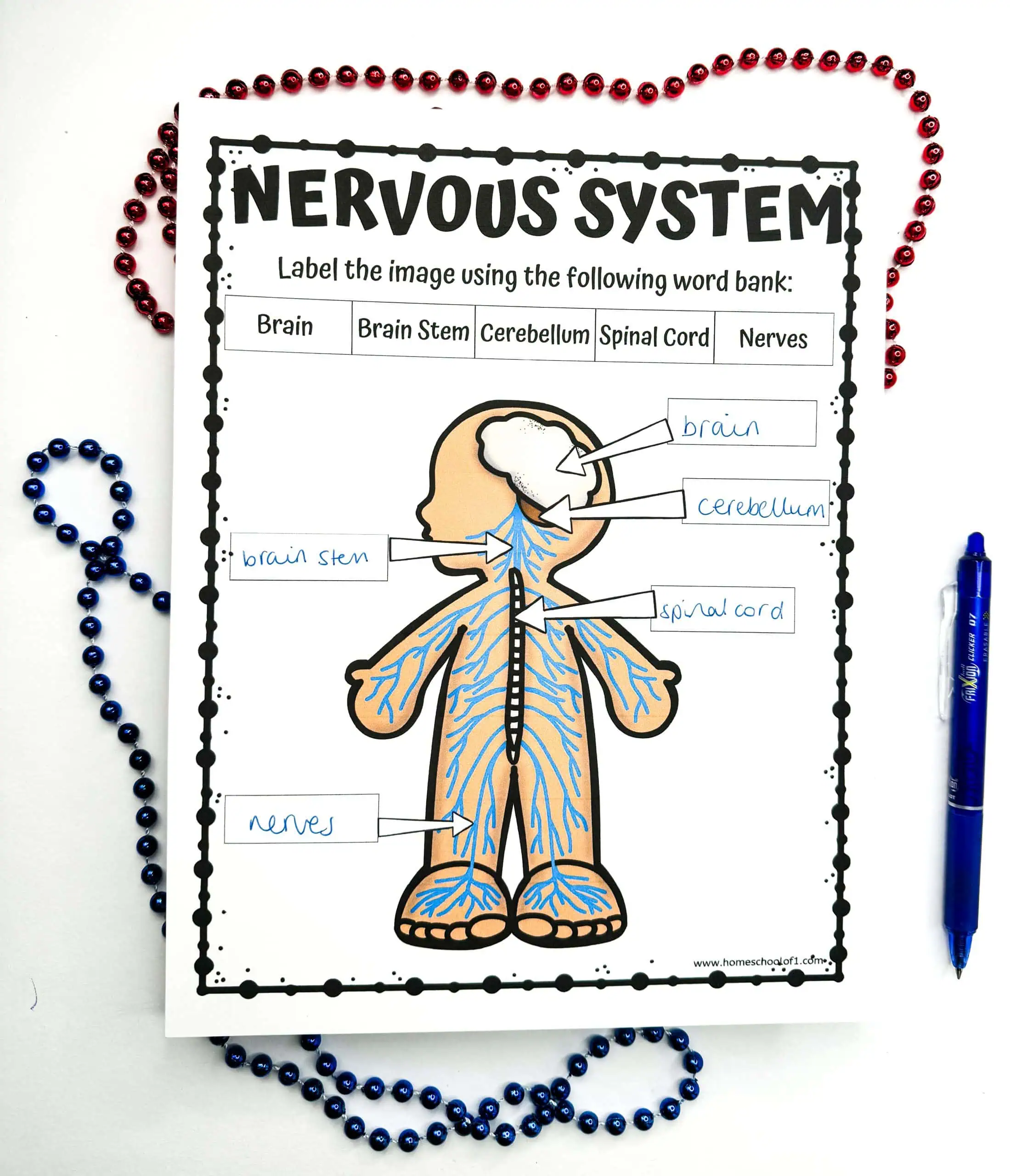 Completed nervous system worksheet with a human figure labeled with the parts 'brain,' 'brain stem,' 'cerebellum,' 'spinal cord,' and 'nerves.' The illustration is surrounded by decorative beads, emphasizing the educational activity.