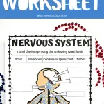 A labeled worksheet depicting parts of the human nervous system. It includes a cartoon illustration of a human figure with the brain, spinal cord, and nerves highlighted, ready to be labeled with a word bank featuring 'Brain,' 'Brain Stem,' 'Cerebellum,' 'Spinal Cord,' and 'Nerves.