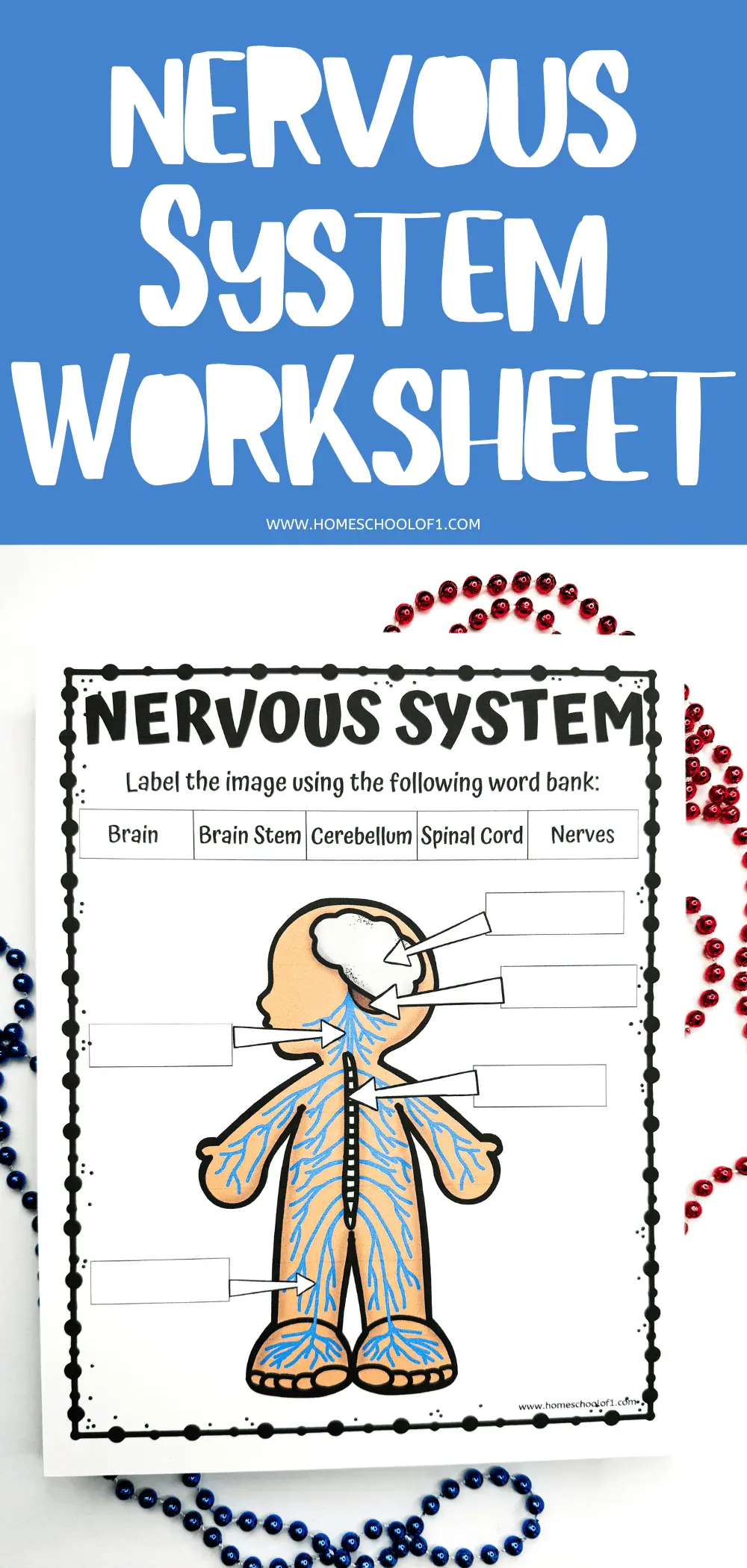 A labeled worksheet depicting parts of the human nervous system. It includes a cartoon illustration of a human figure with the brain, spinal cord, and nerves highlighted, ready to be labeled with a word bank featuring 'Brain,' 'Brain Stem,' 'Cerebellum,' 'Spinal Cord,' and 'Nerves.