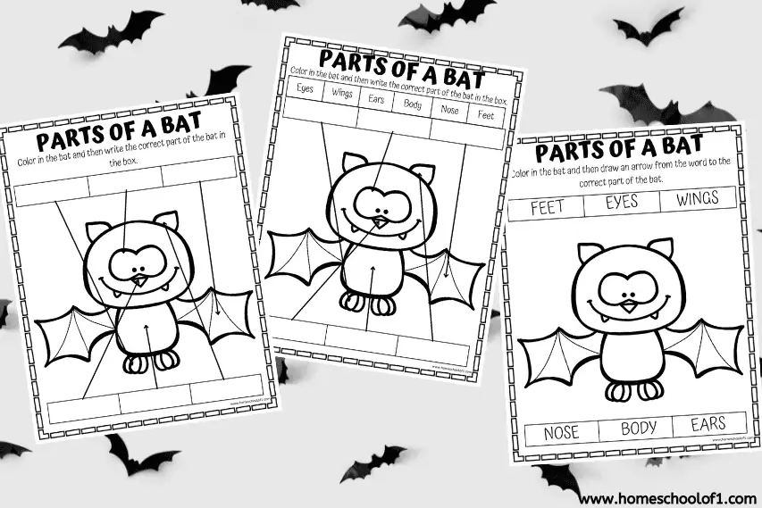 parts of a bat worksheets