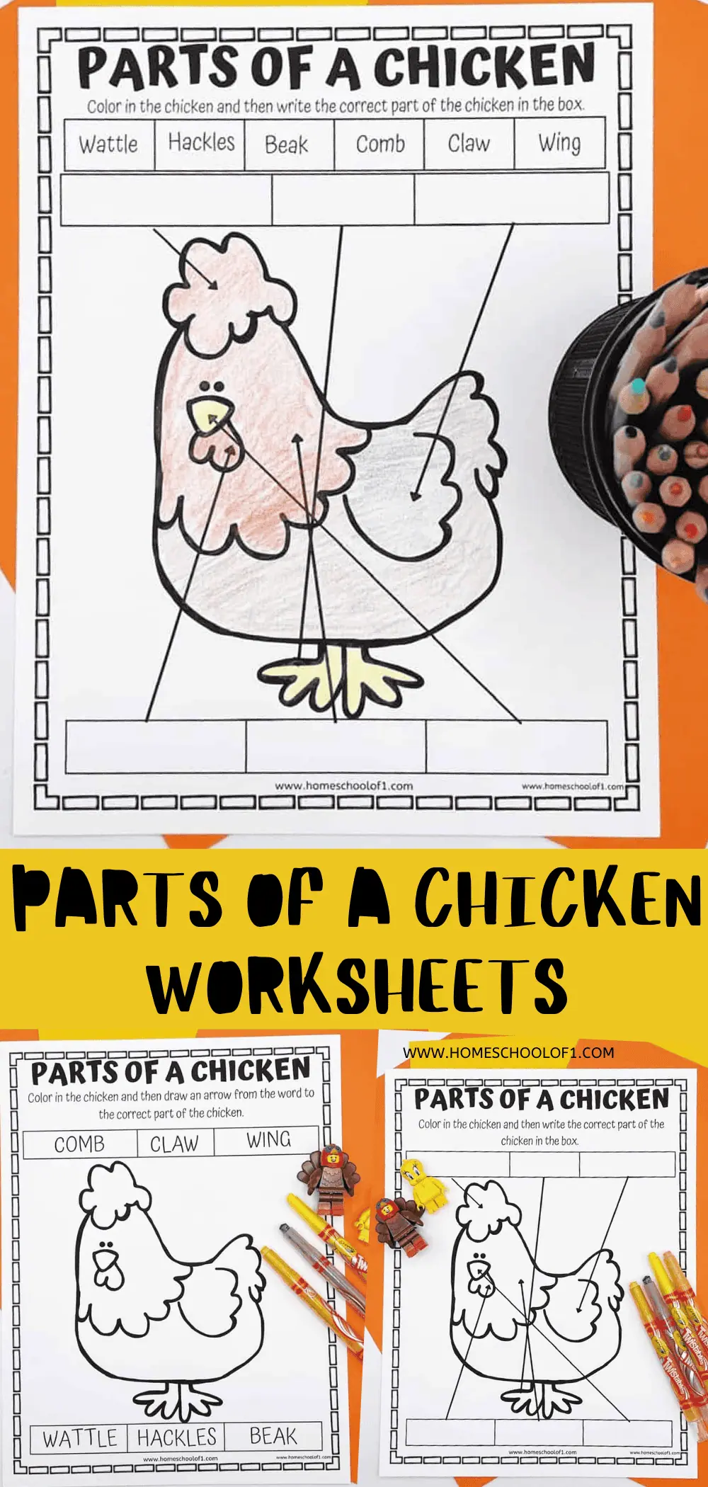 Educational activity sheets for children featuring 'Parts of a Chicken' with areas to color and write the names of parts. One sheet shows a partially colored illustration of a chicken with labeled arrows pointing to its wattle, hackles, beak, comb, claw, and wing. Below is the website 'homeschoolof1.com' and the text 'PARTS OF A CHICKEN WORKSHEETS' prominently displayed