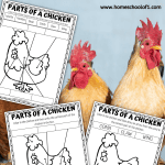 parts of a chicken worksheets