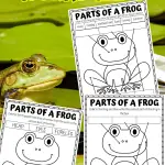 parts of a frog worksheets