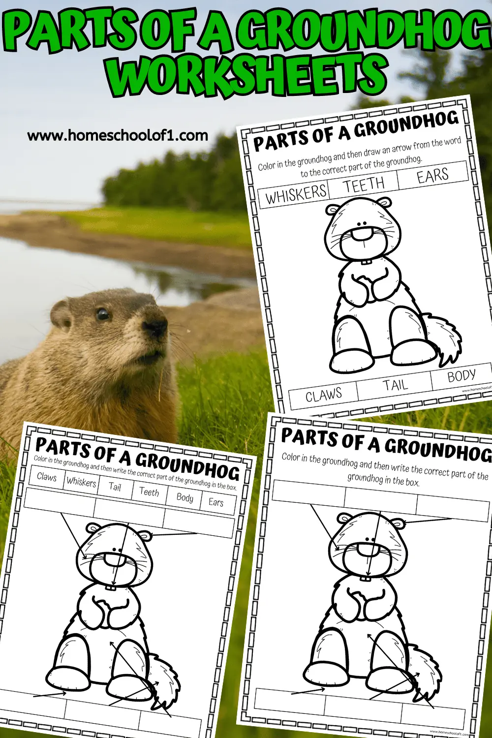 parts of a groundhog worksheet