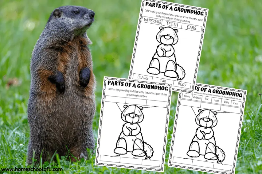 parts of a groundhog worksheets