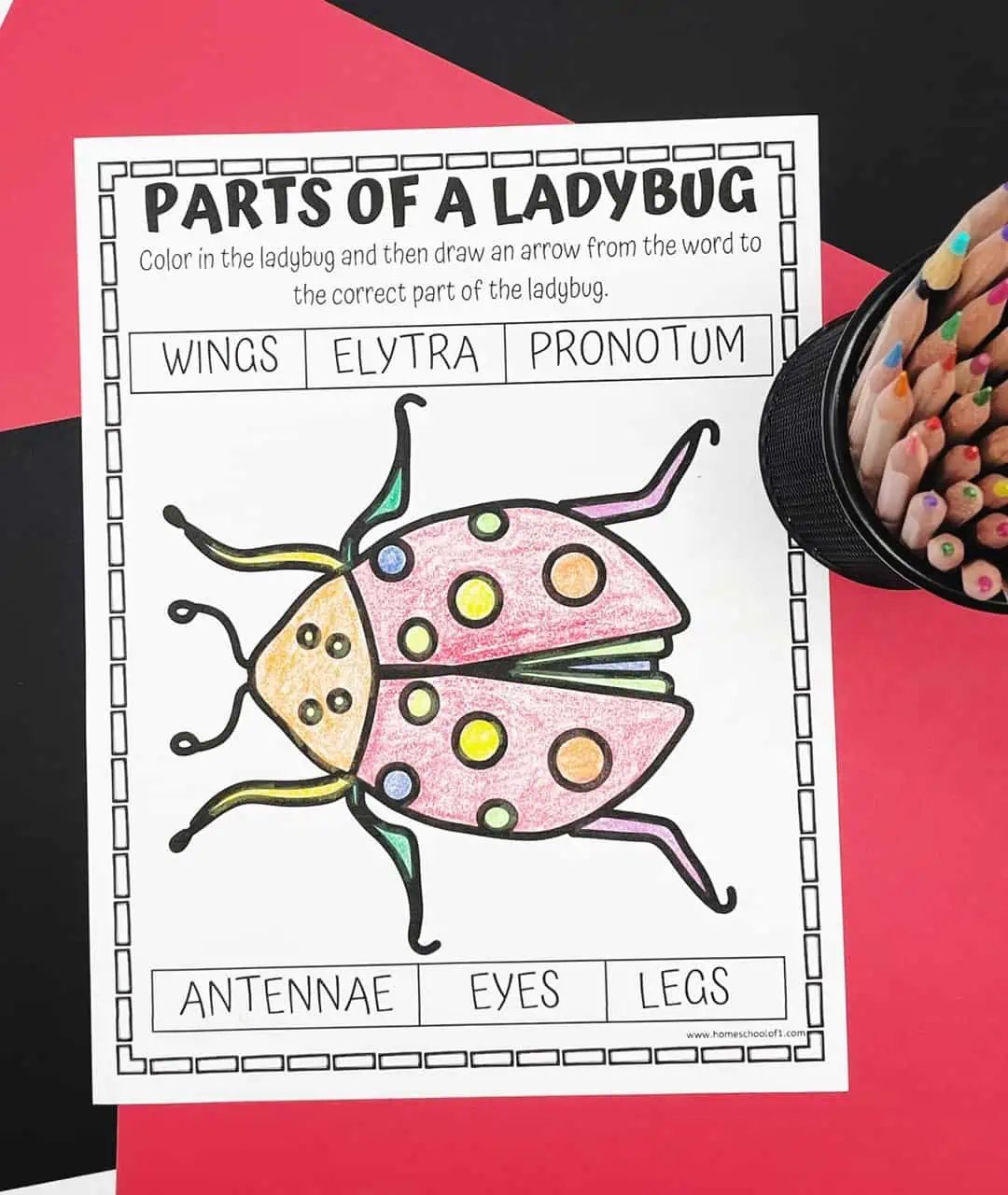 parts of a ladybird