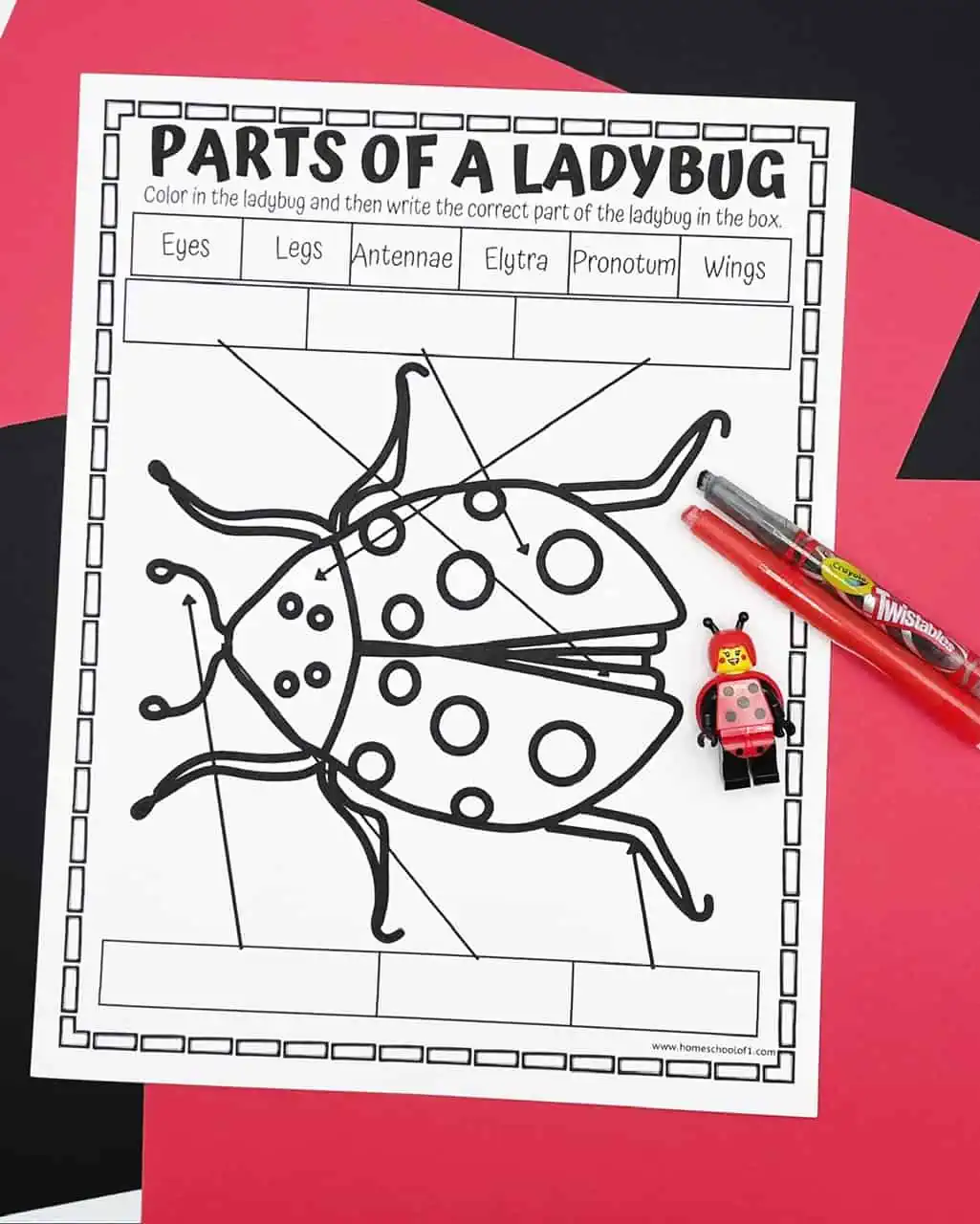 parts of a ladybug printable