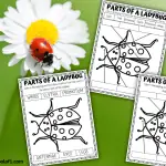 parts of a ladybug worksheets