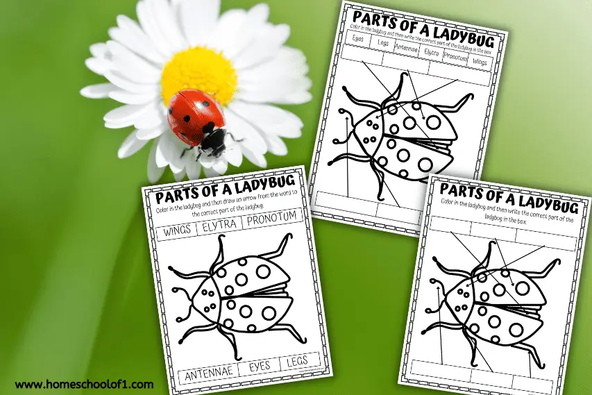 parts of a ladybug worksheets