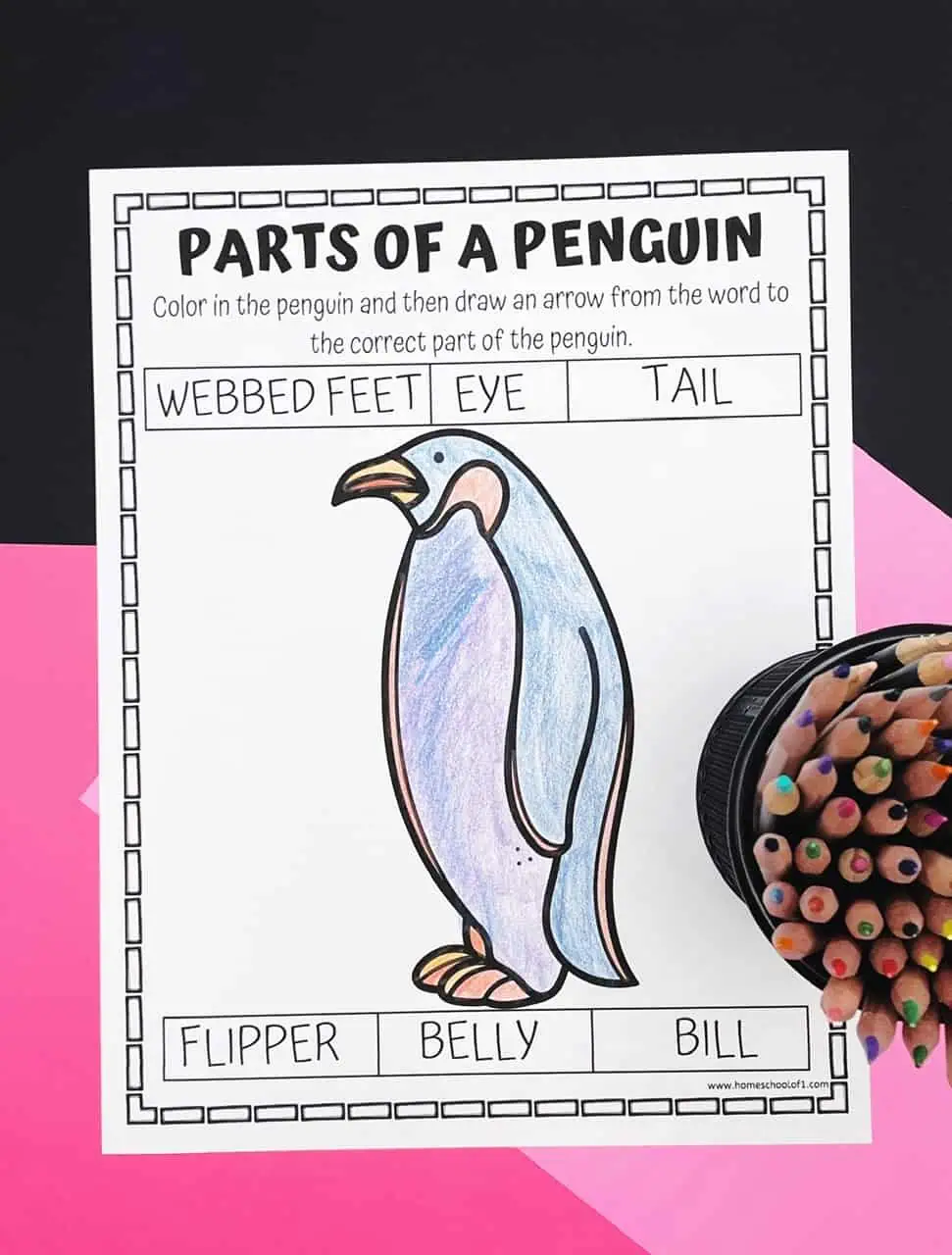 parts of a penguin coloring page