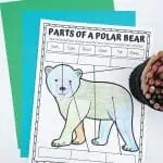 parts of a polar bear coloring page