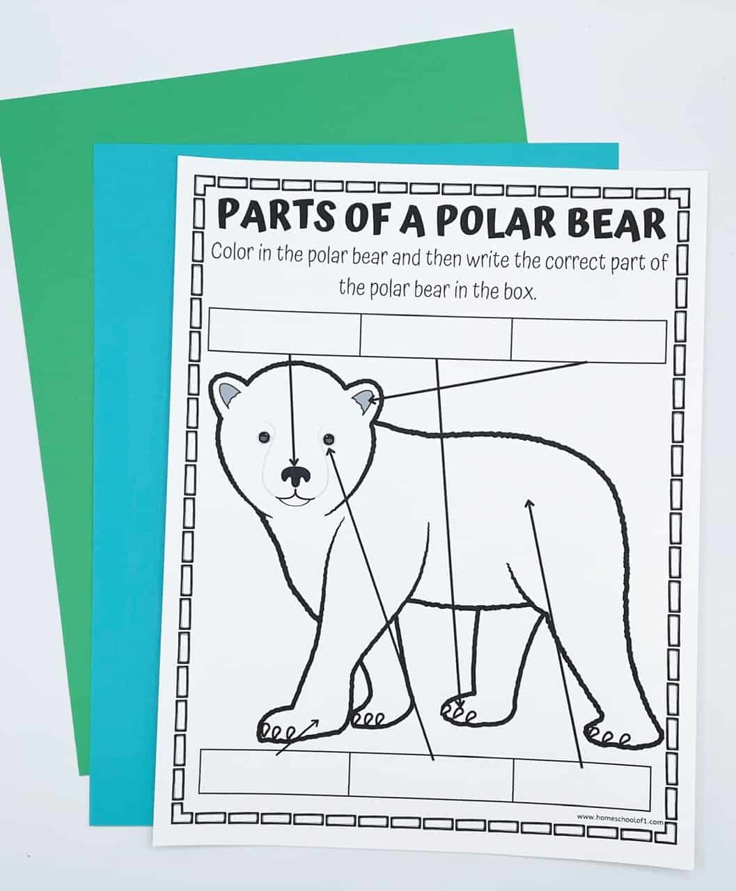 Free Parts of a Polar Bear Worksheet