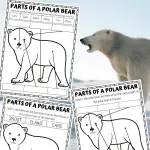 parts of a polar bear worksheets