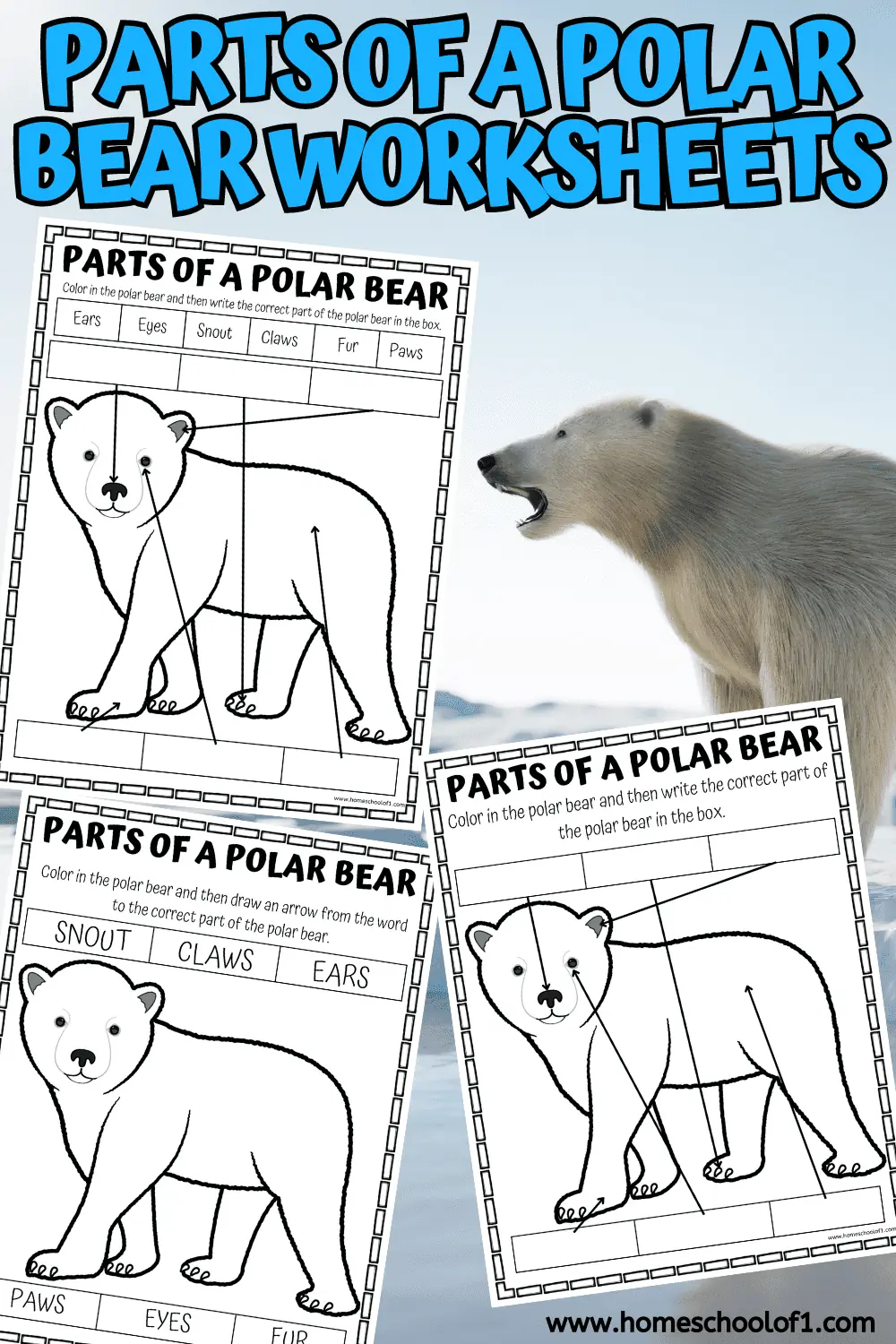 parts of a polar bear worksheets