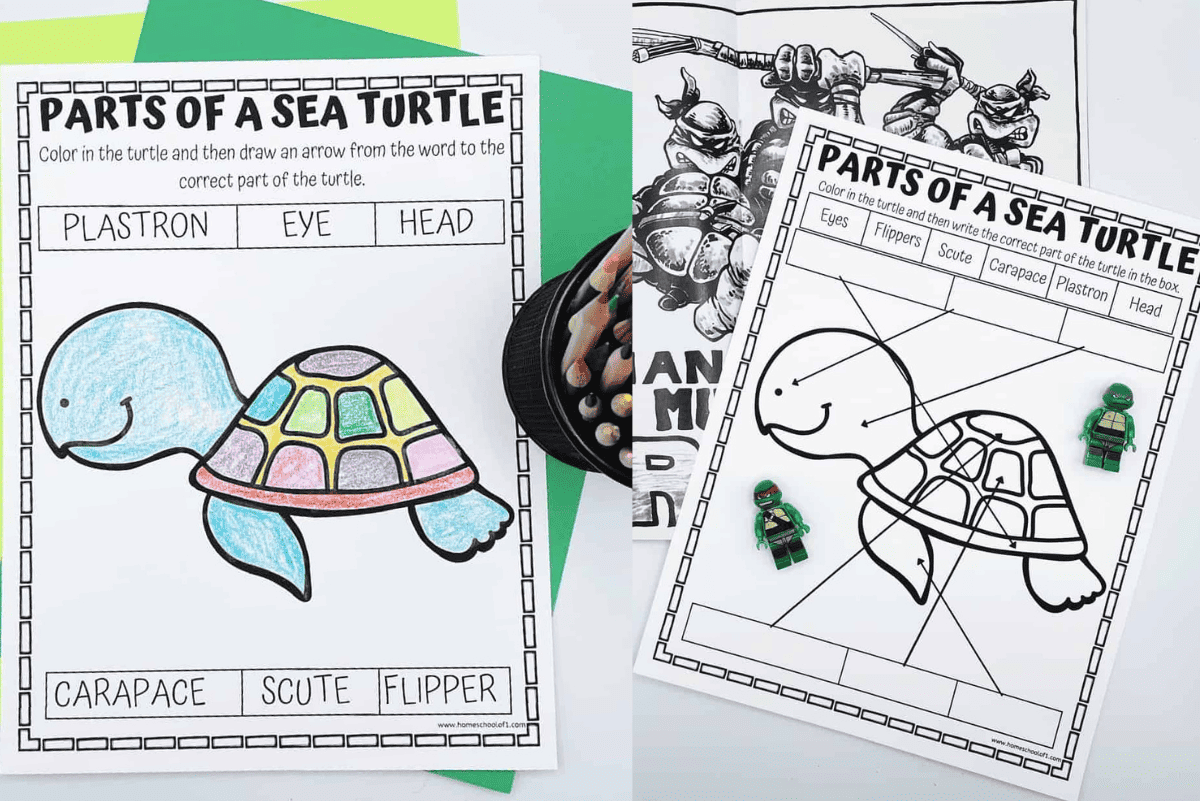 Free Parts of a Sea Turtle Worksheet