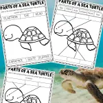 Free Parts of a Sea Turtle Worksheet