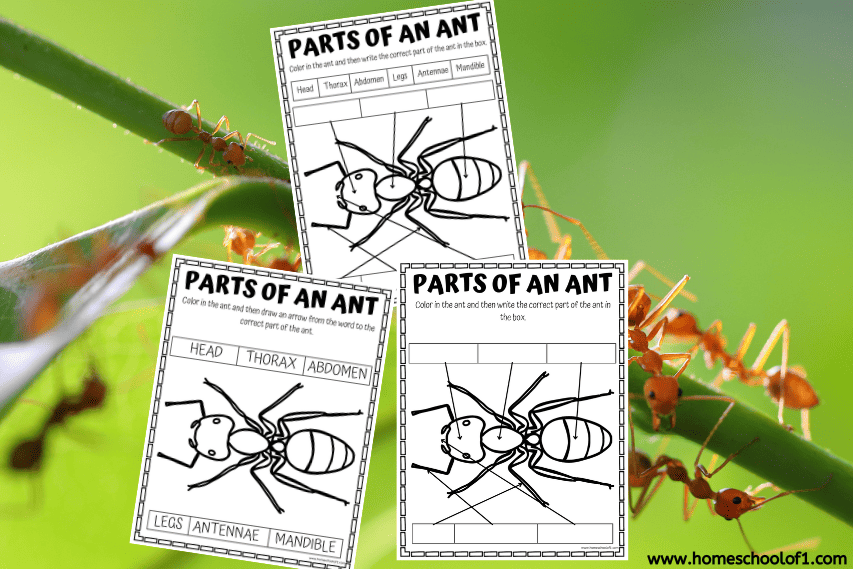 Free Parts of an Ant Worksheet