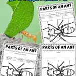 parts of an ant worksheets