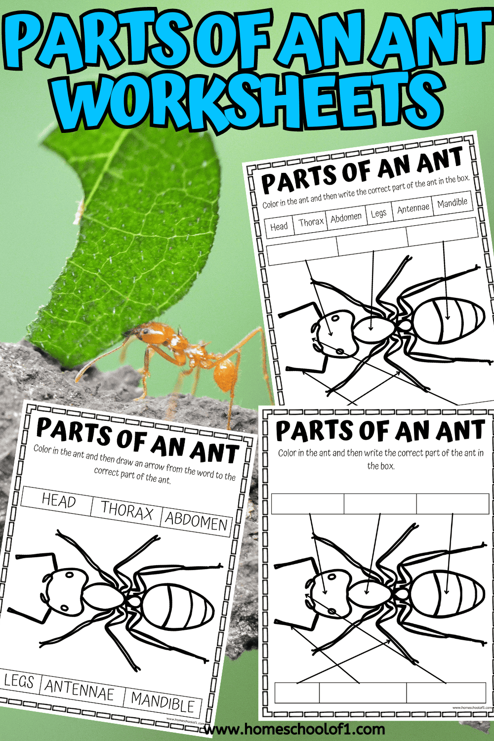 Free Parts of an Ant Worksheet