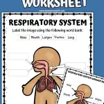 respiratory labeling worksheet