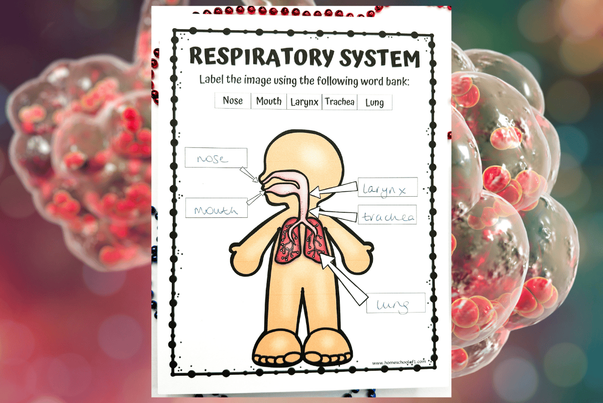 Free Respiratory System Labeling Worksheet