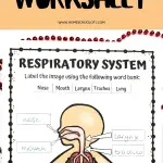 A worksheet with the title 'Respiratory System Worksheet' from homeschoolof1.com, featuring a blank diagram of the respiratory system alongside a word bank for labeling.