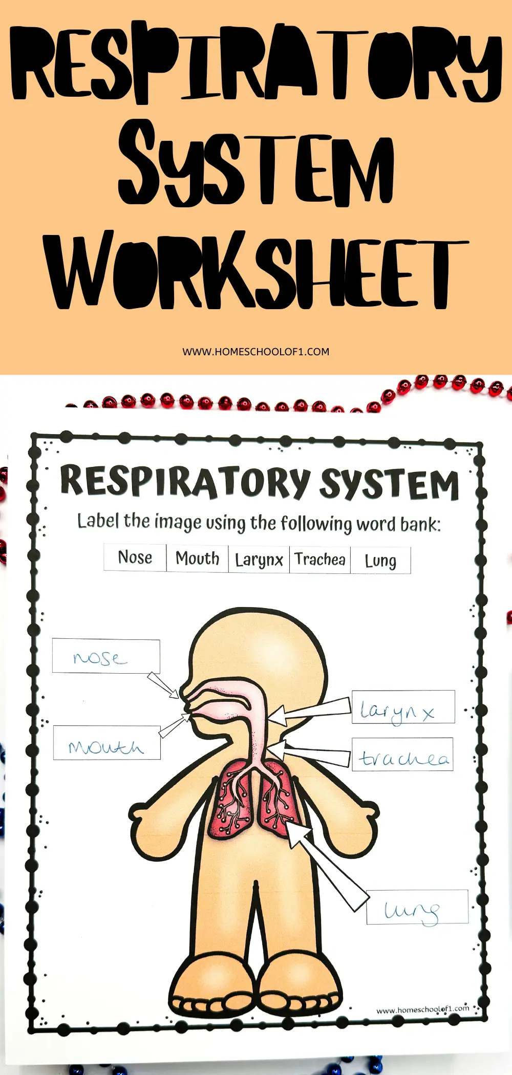 A worksheet with the title 'Respiratory System Worksheet' from homeschoolof1.com, featuring a blank diagram of the respiratory system alongside a word bank for labeling.