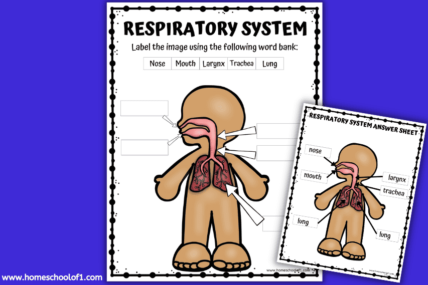 Free Respiratory System Labeling Worksheet Homeschool Of 1 1789