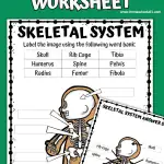 skeletal system labeling worksheet