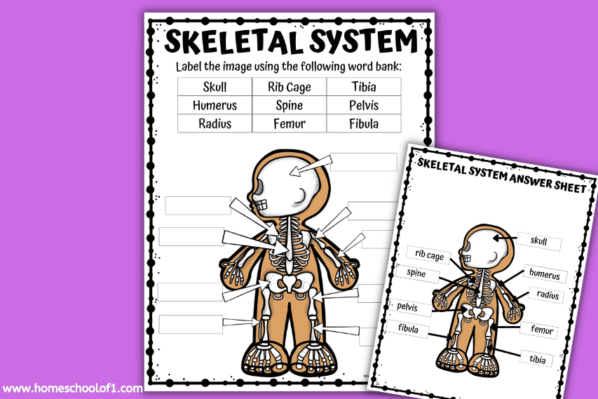 Free Skeletal System Labeling Worksheet Homeschool of 1