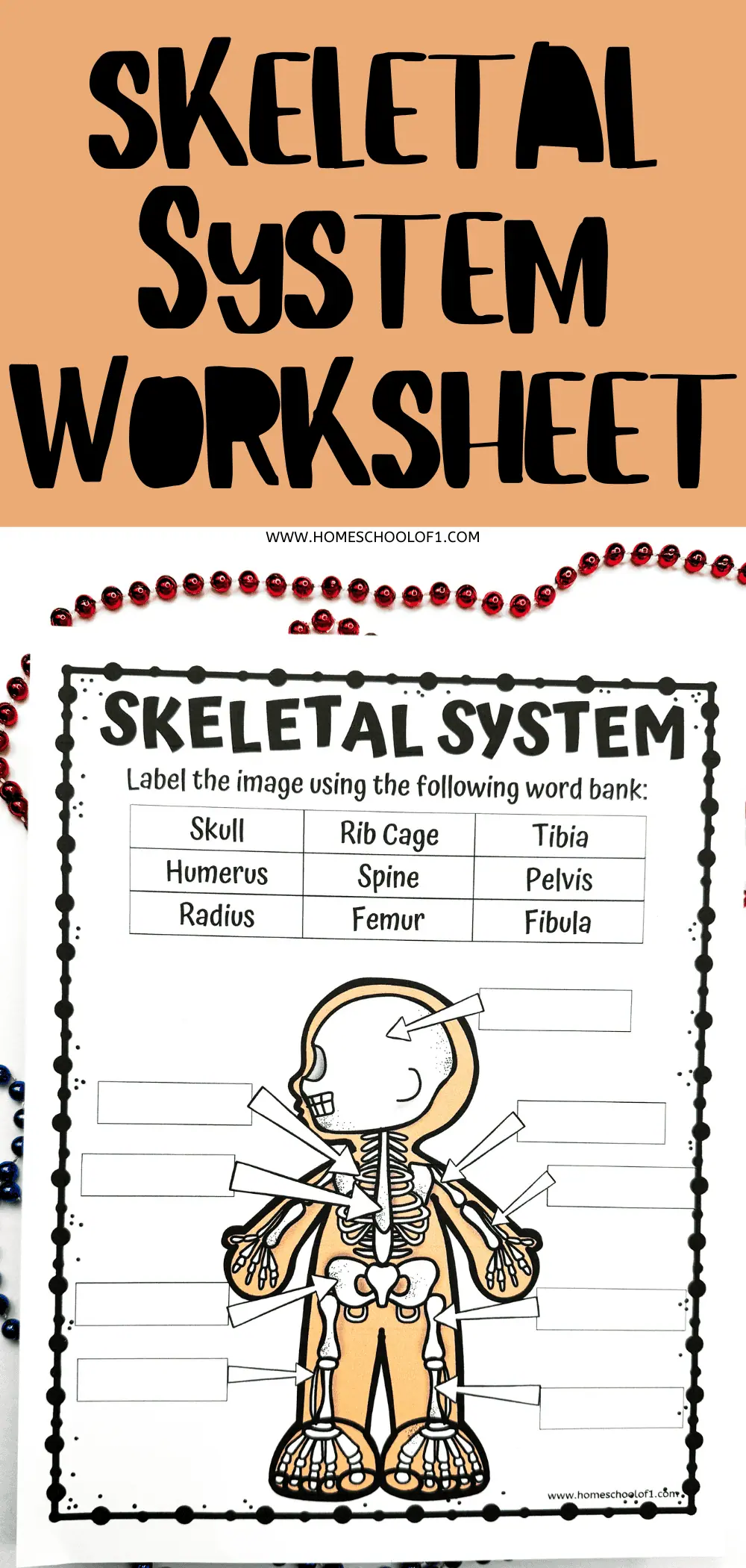 skeletal system educational worksheet, featuring a cartoon skeleton to be labeled, with a bold title 