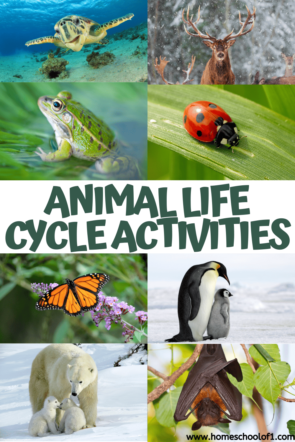 65 Fun Animal Life Cycle Activities