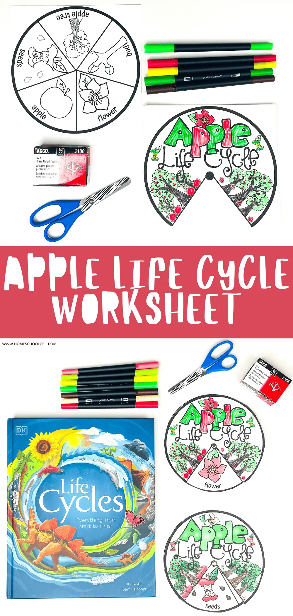 APPLE LIFE CYCLE WORKSHEET (2)