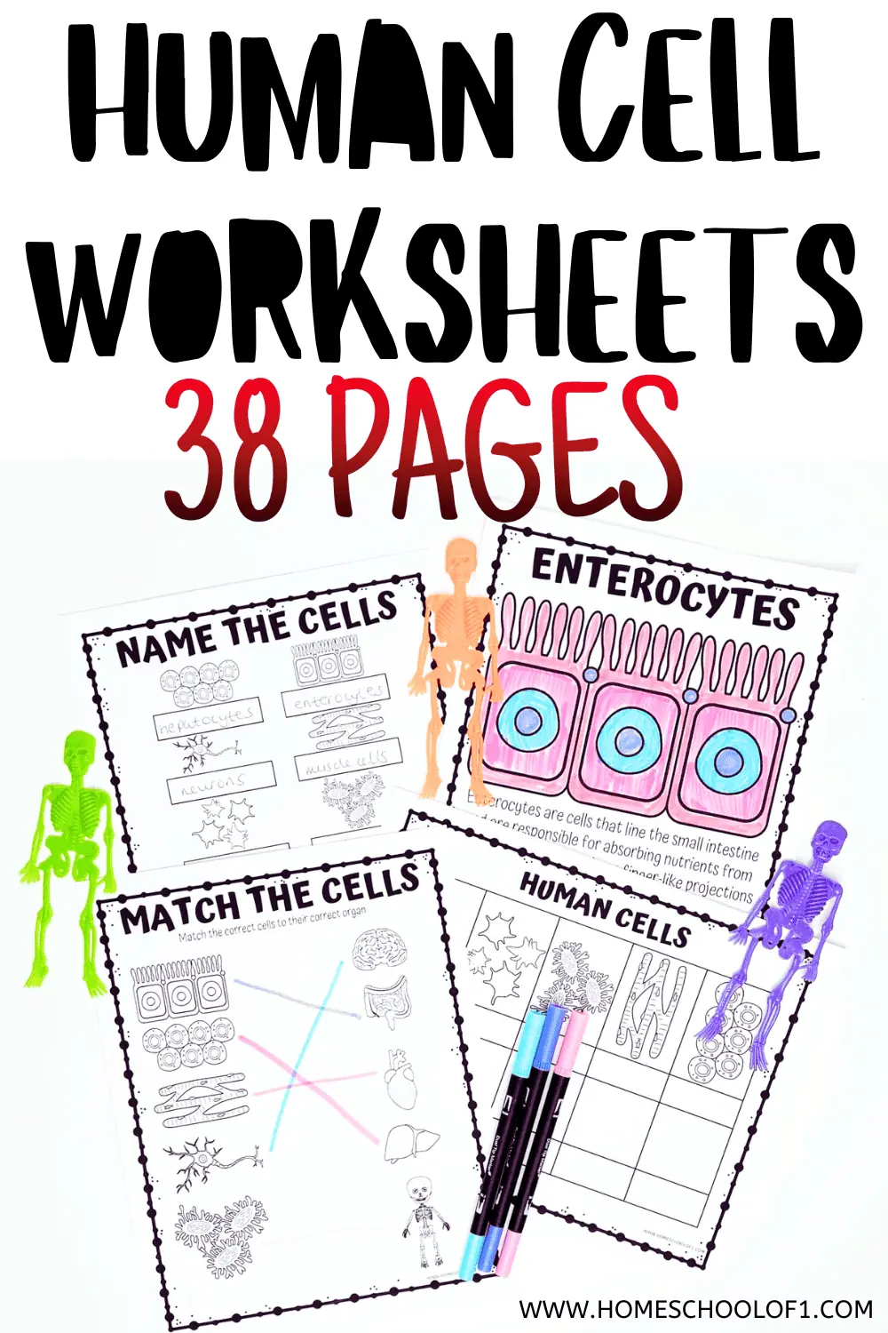 HUMAN CELL WORKSHEETS