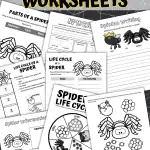 LIFE CYCLE OF A SPIDER WORKSHEET