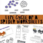 LIFE CYCLE OF A SPIDER WORKSHEETS