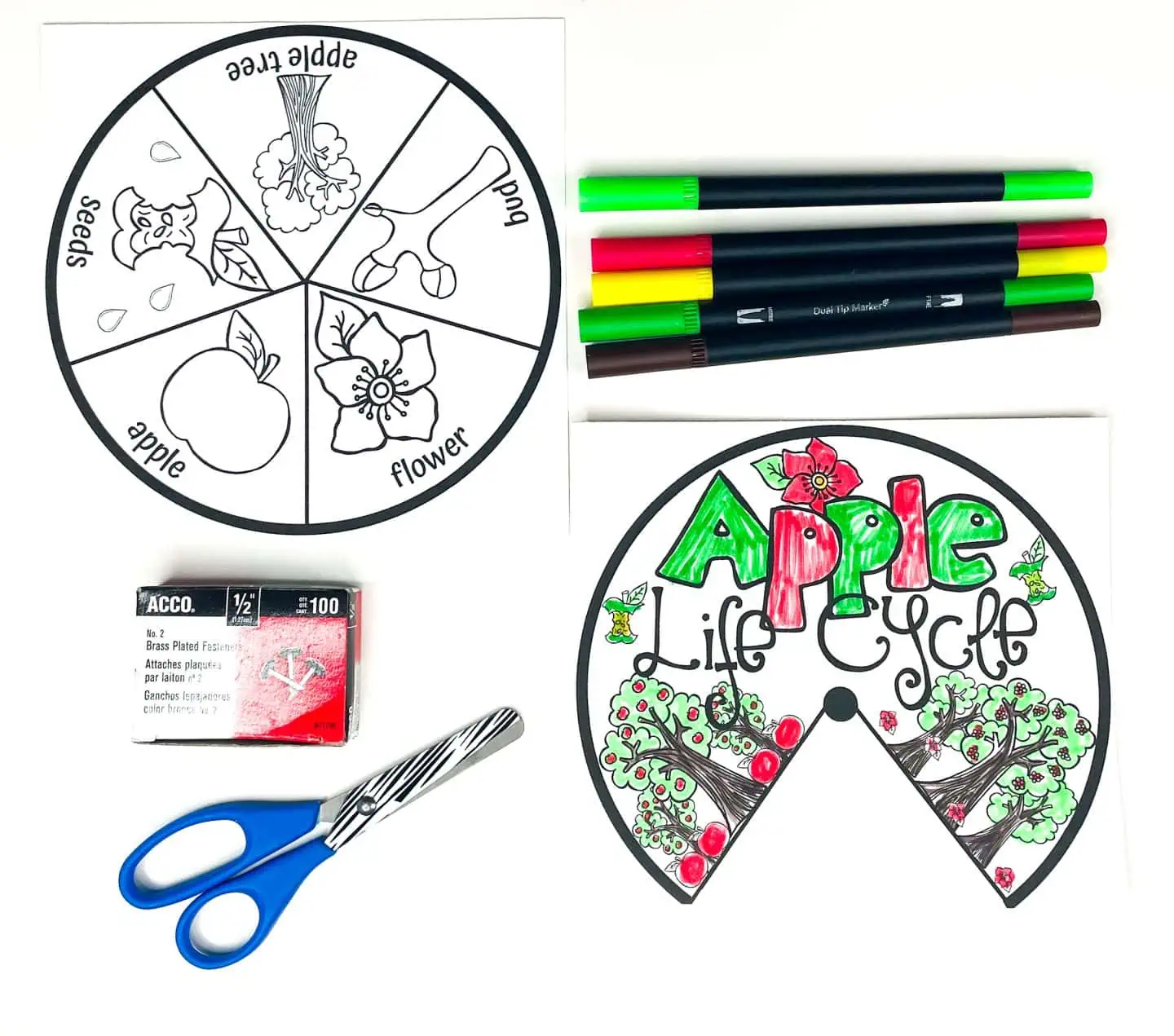 LIFE CYCLE OF AN APPLE SPINNER WHEEL