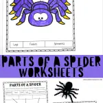 Free Parts of a Spider Worksheet