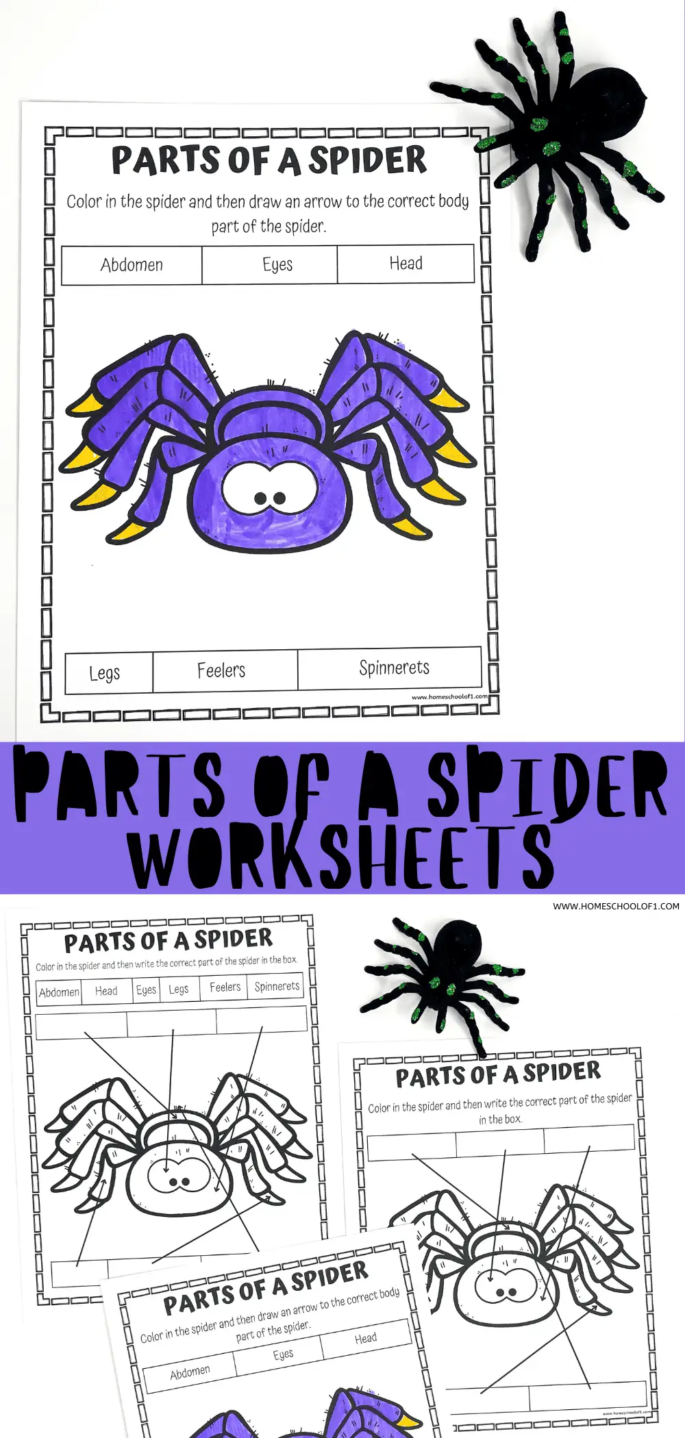 PARTS OF A SPIDER WORKSHEETS