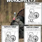 PARTS OF A TURKEY WORKSHEET