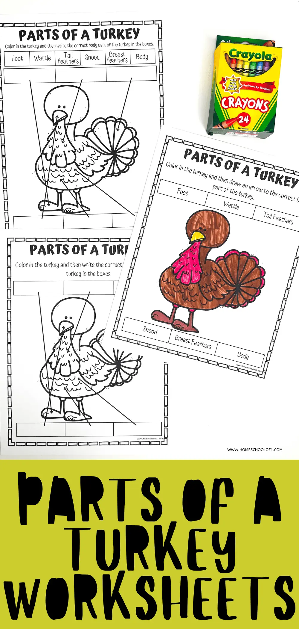 PARTS OF A TURKEY WORKSHEETS